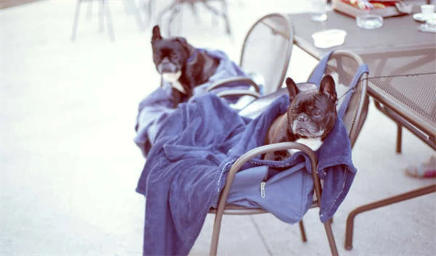 猫が水を飲まない理由と対処法｜獣医師が教える正しい水分補給